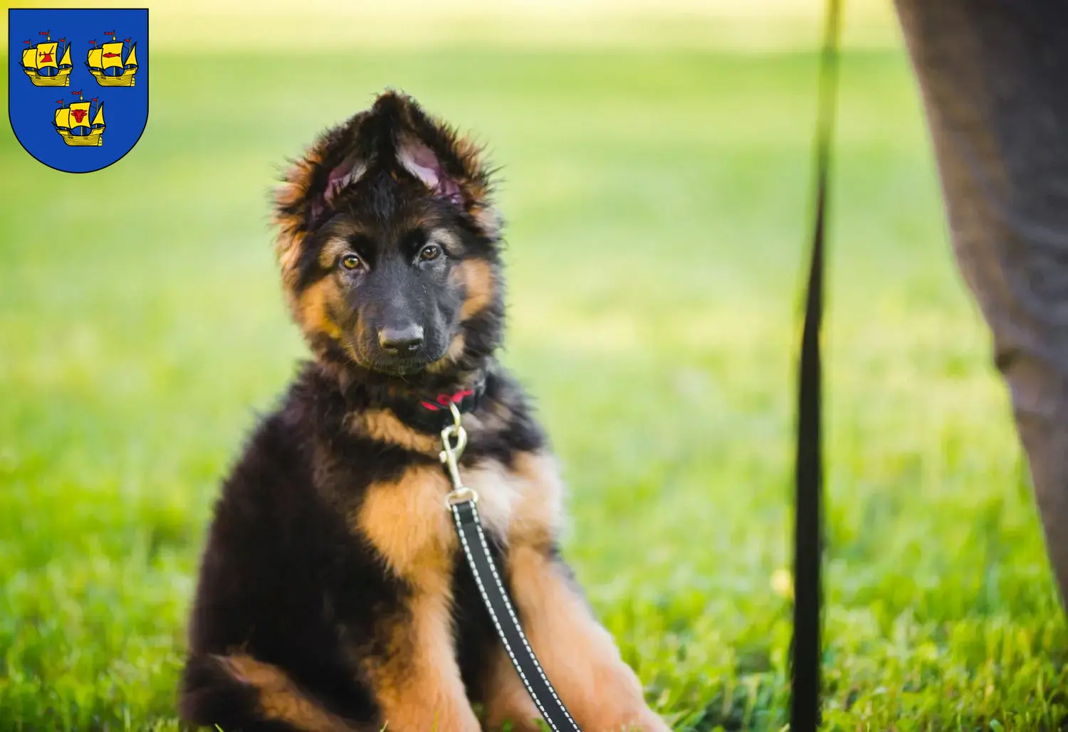 Deutscher Schäferhund Welpen und Züchter Nordfriesland Hier findest Du Deutschen Schäferhunden Züchter in Nordfriesland.
