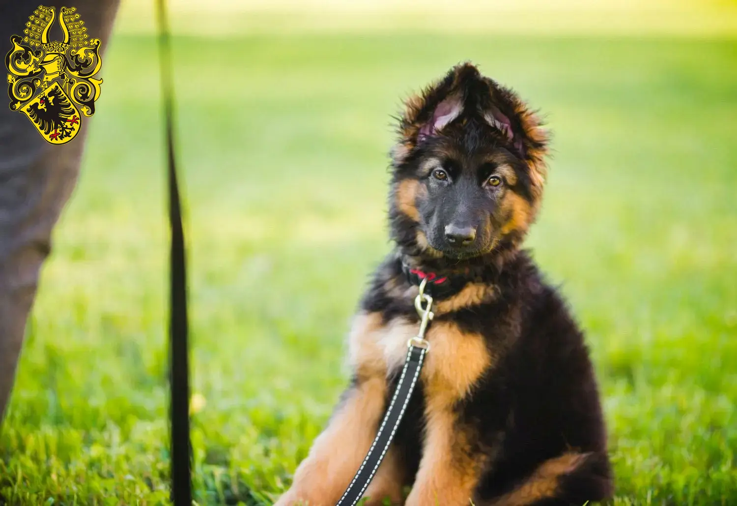 Deutscher Schäferhund Welpen und Züchter Nordhausen Hier findest Du Deutschen Schäferhunden Züchter in Nordhausen.
