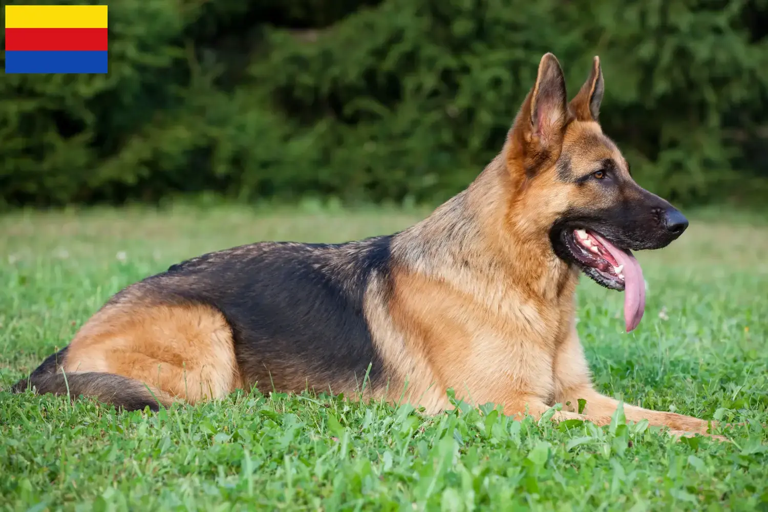 Deutscher Schäferhund Welpen und Züchter Nordholland Hier findest Du Deutschen Schäferhunden Züchter in Nordholland.