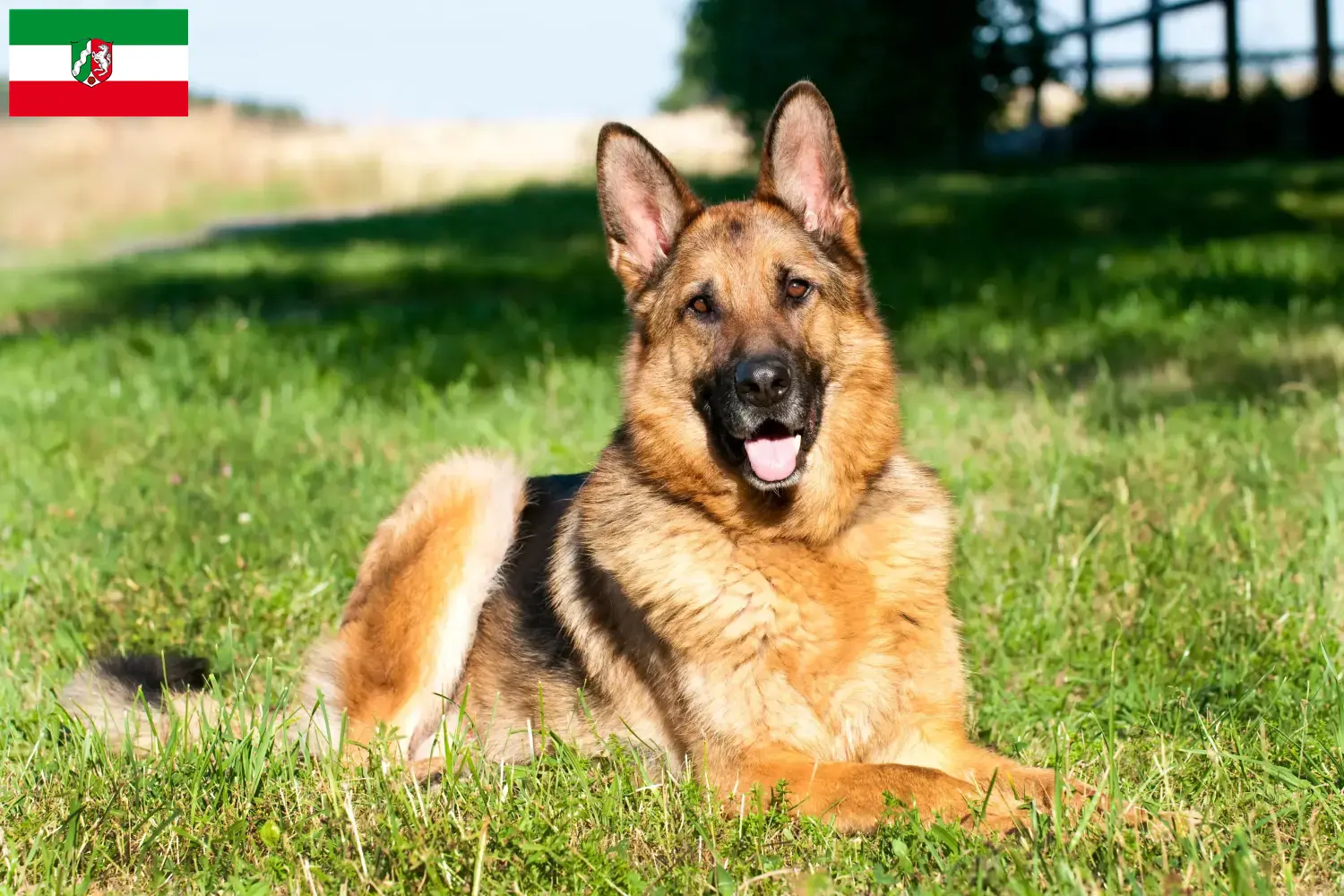 Deutscher Schäferhund Welpen und Züchter Nordrhein-Westfalen Hier findest Du Deutschen Schäferhunden Züchter in Nordrhein-Westfalen.