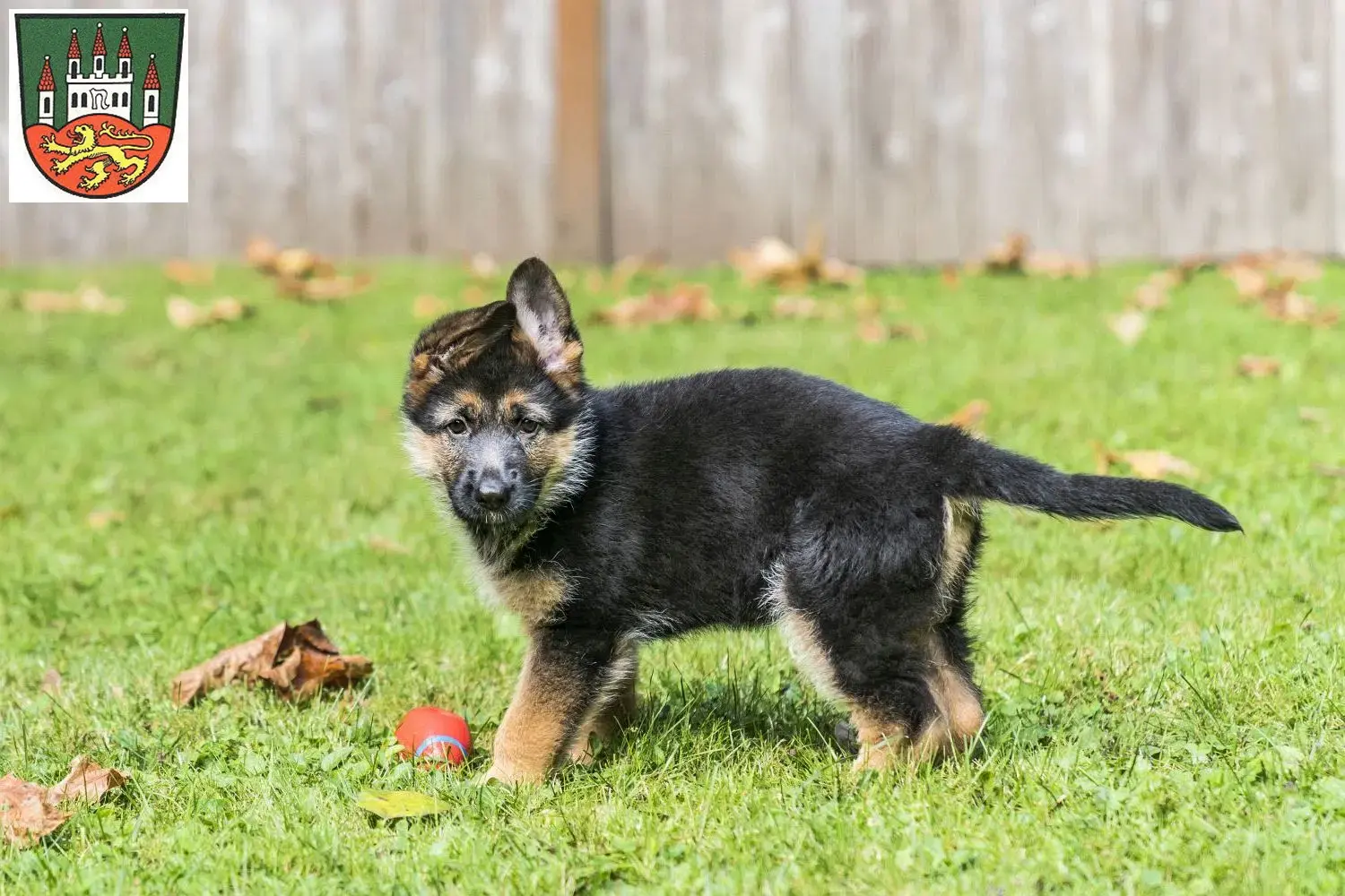 Deutscher Schäferhund Welpen und Züchter Northeim Hier findest Du Deutschen Schäferhunden Züchter in Northeim.