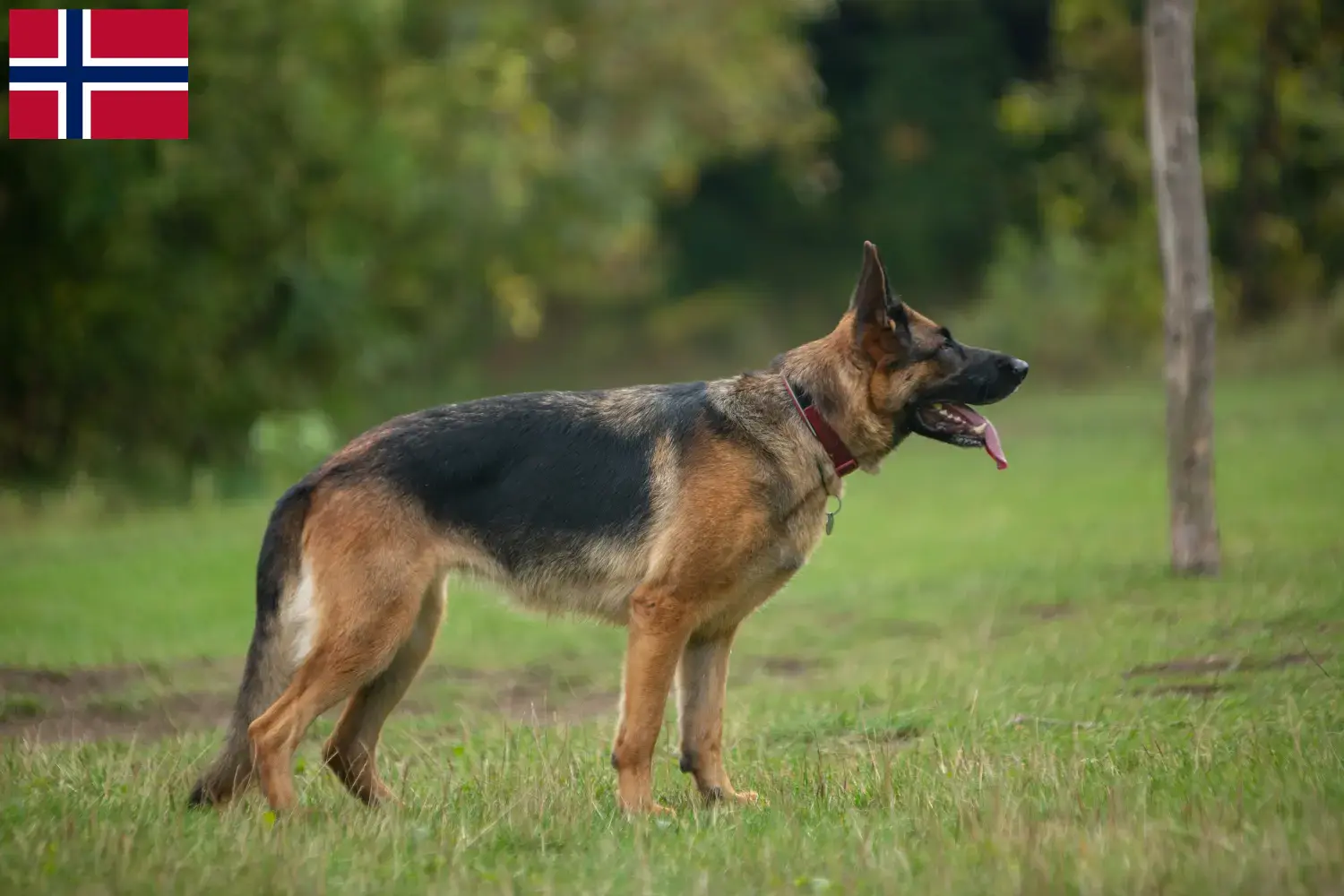 Deutscher Schäferhund Welpen und Züchter Norwegen Hier findest Du Deutschen Schäferhunden Züchter in Norwegen.