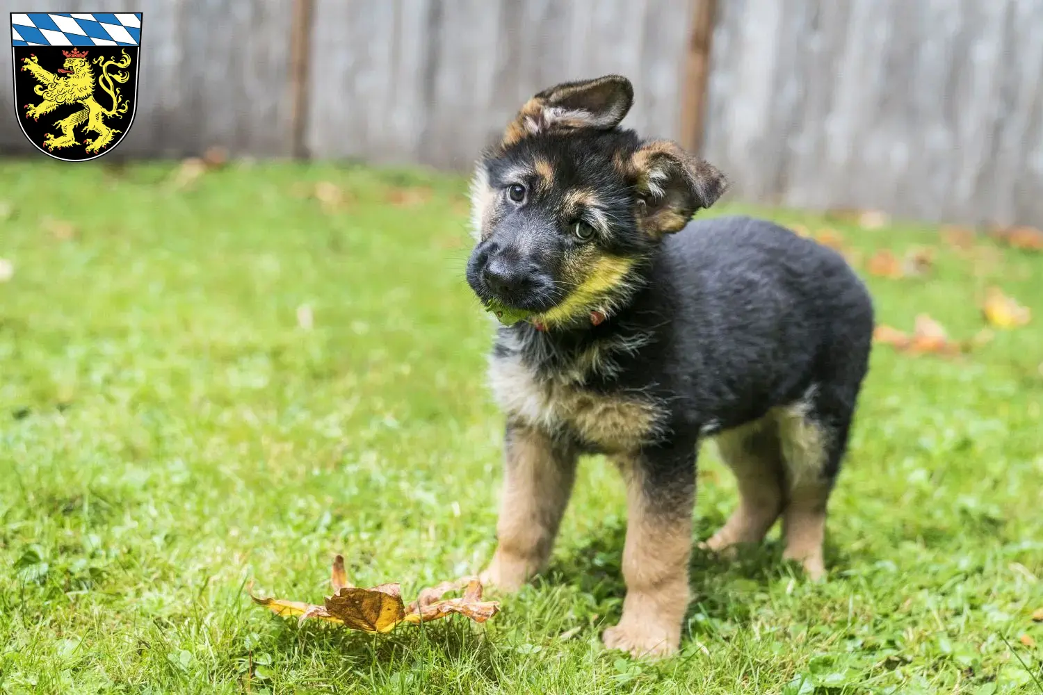 Deutscher Schäferhund Welpen und Züchter Oberbayern Hier findest Du Deutschen Schäferhunden Züchter in Oberbayern.