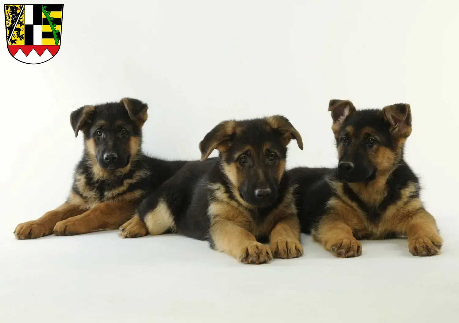Deutscher Schäferhund Welpen und Züchter Oberfranken Hier findest Du Deutschen Schäferhunden Züchter in Oberfranken.