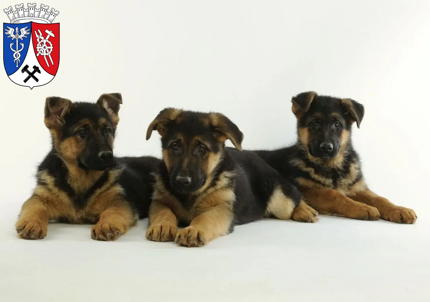 Deutscher Schäferhund Welpen und Züchter Oberhausen Hier findest Du Deutschen Schäferhunden Züchter in Oberhausen.