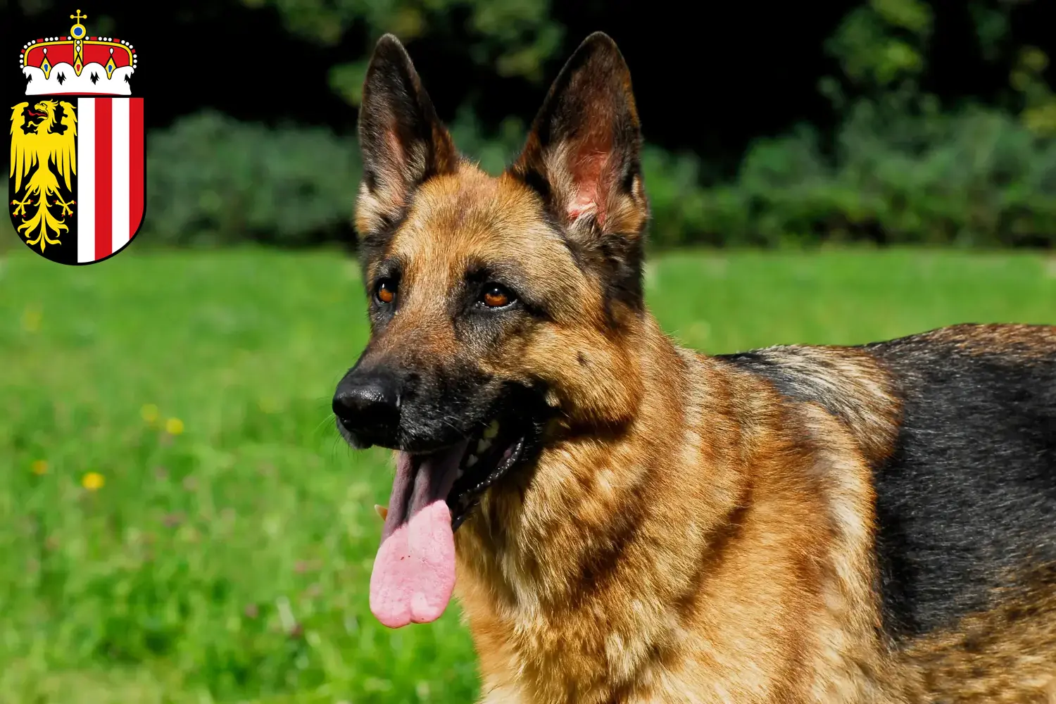 Deutscher Schäferhund Welpen und Züchter Oberösterreich Hier findest Du Deutschen Schäferhunden Züchter in Oberösterreich.