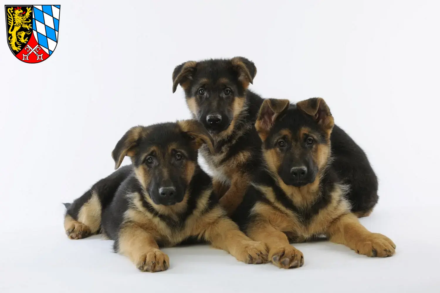 Deutscher Schäferhund Welpen und Züchter Oberpfalz Hier findest Du Deutschen Schäferhunden Züchter in der Oberpfalz.