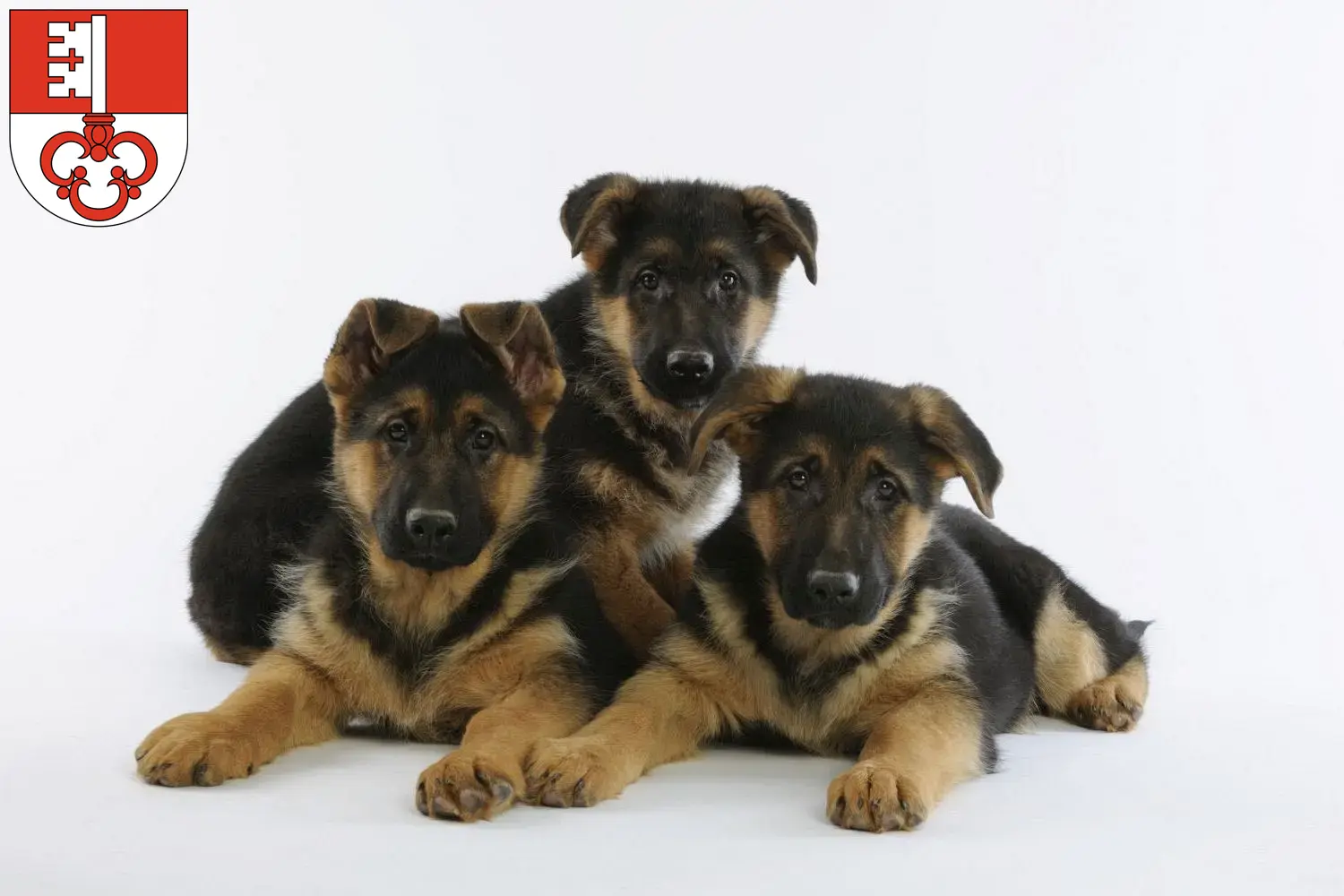 Deutscher Schäferhund Welpen und Züchter Obwalden Hier findest Du Deutschen Schäferhunden Züchter in Obwalden.