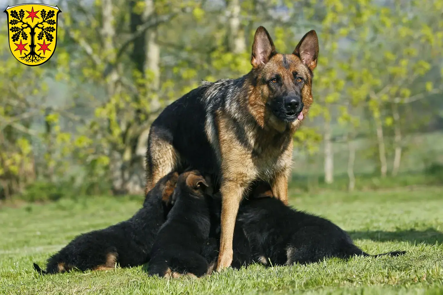 Deutscher Schäferhund Welpen und Züchter Odenwald Hier findest Du Deutschen Schäferhunden Züchter im Odenwald.