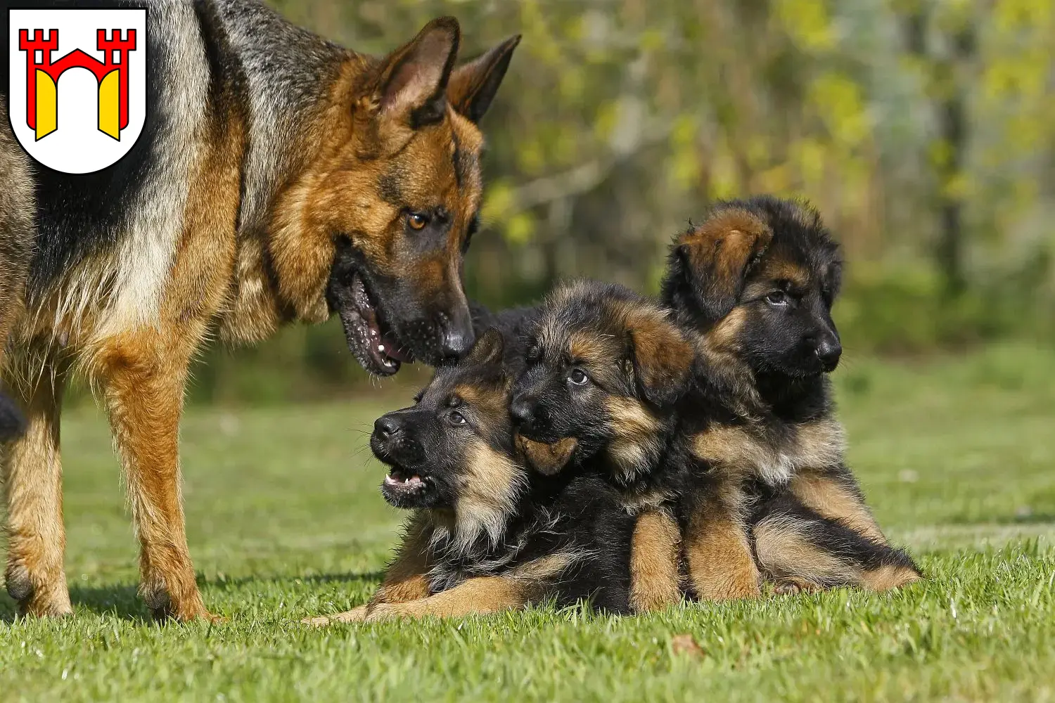 Deutscher Schäferhund Welpen und Züchter Offenburg Hier findest Du Deutschen Schäferhunden Züchter in Offenburg.