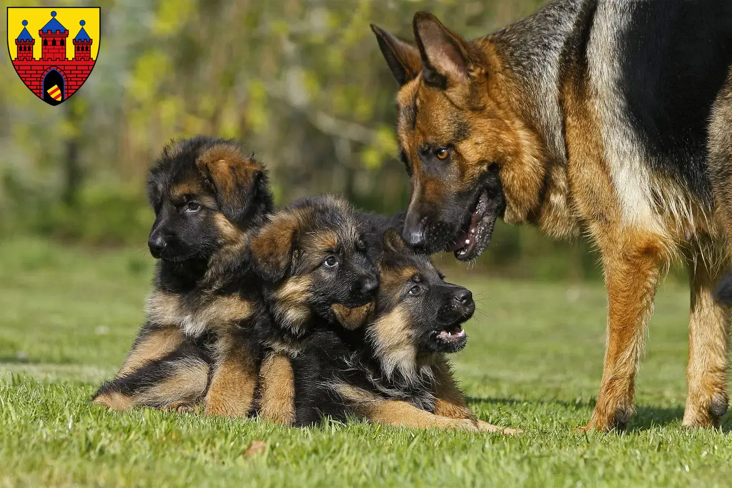 Deutscher Schäferhund Welpen und Züchter Oldenburg Hier findest Du Deutschen Schäferhunden Züchter in Oldenburg.