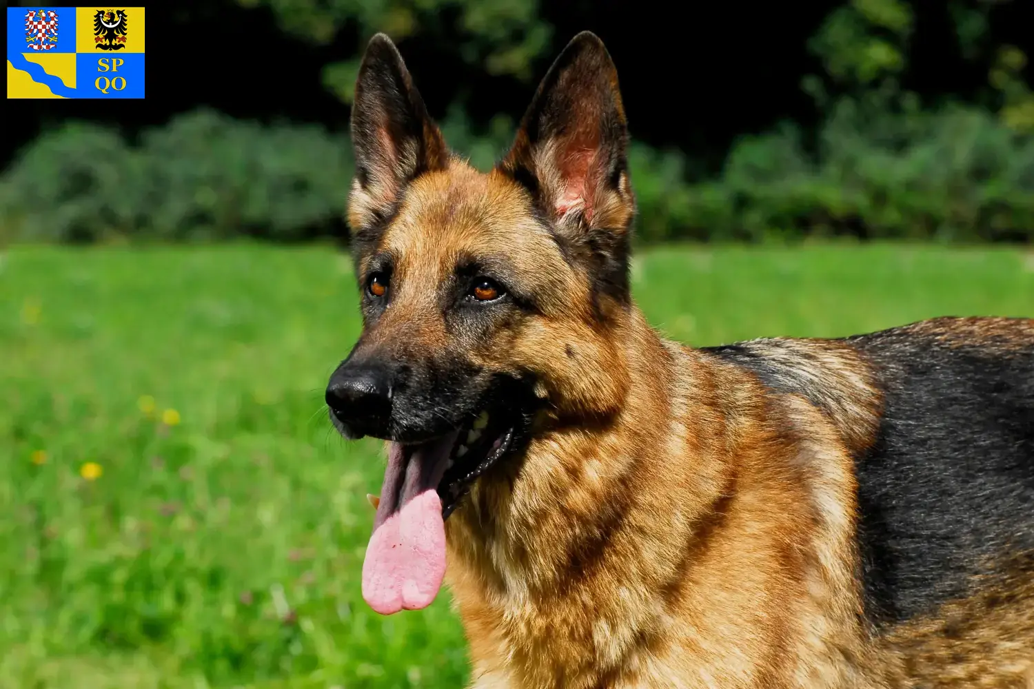 Deutscher Schäferhund Welpen und Züchter Olmütz Hier findest Du Deutschen Schäferhunden Züchter in Olmütz.