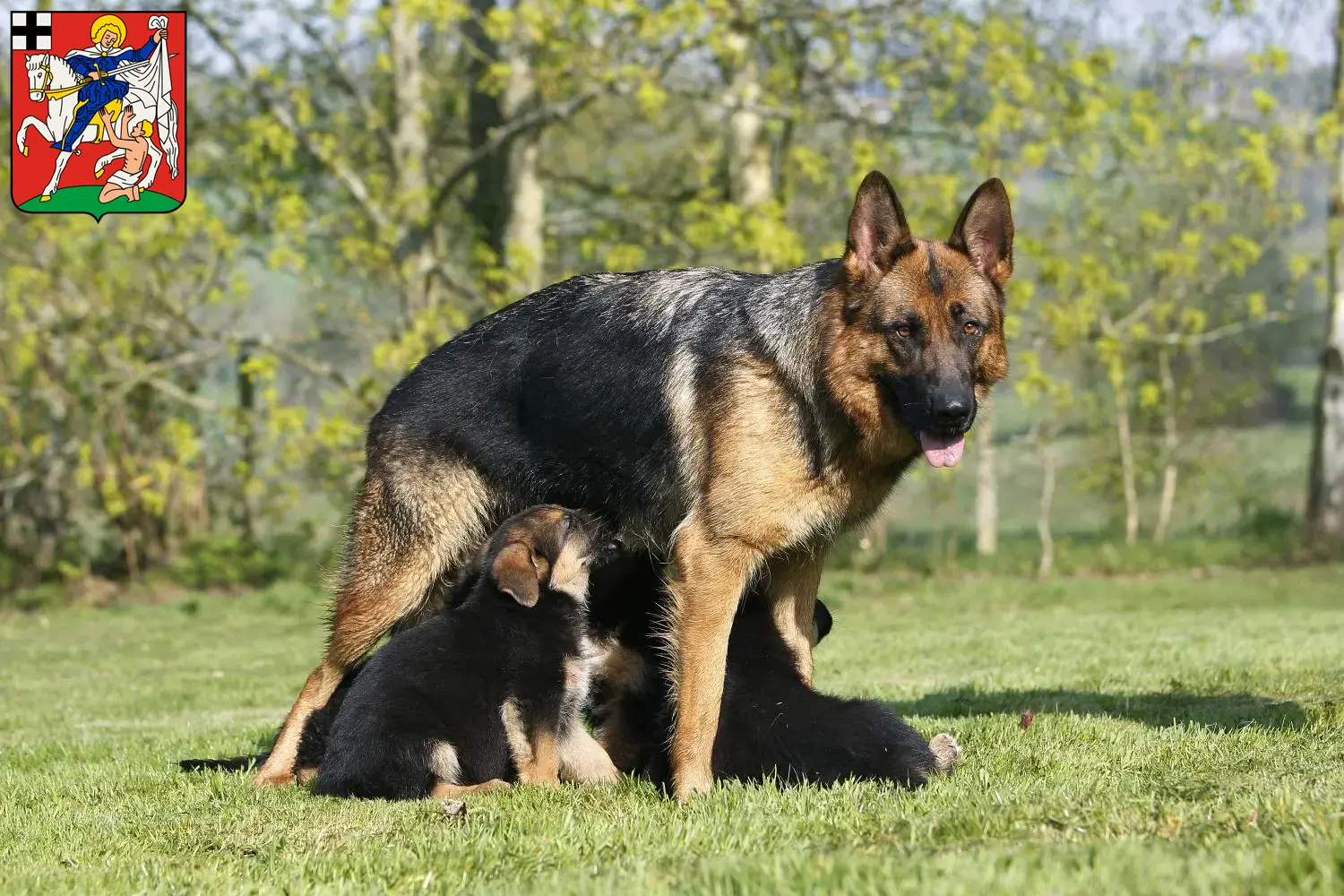 Deutscher Schäferhund Welpen und Züchter Olpe Hier findest Du Deutschen Schäferhunden Züchter in Olpe.