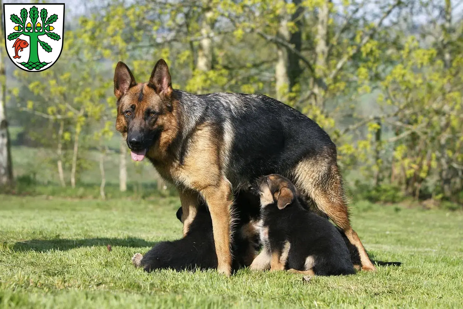 Deutscher Schäferhund Welpen und Züchter Oranienburg Hier findest Du Deutschen Schäferhunden Züchter in Oranienburg.