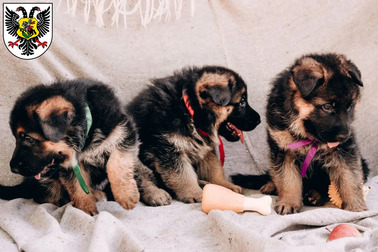 Deutscher Schäferhund Welpen und Züchter Ortenaukreis Hier findest Du Deutschen Schäferhunden Züchter in Ortenaukreis.