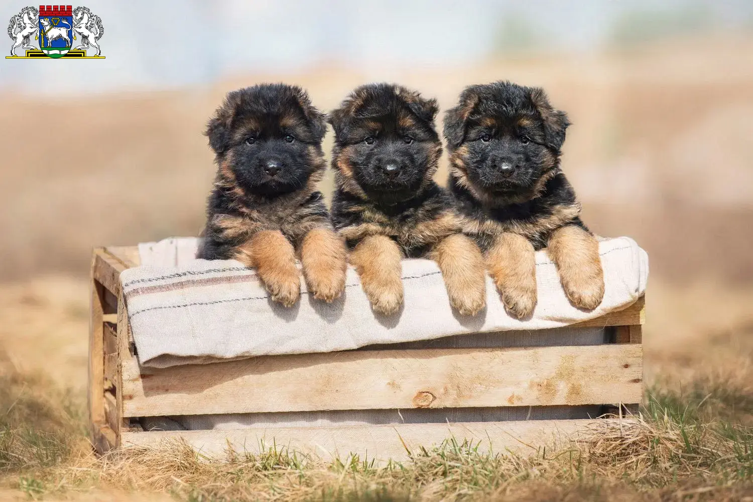 Deutscher Schäferhund Welpen und Züchter Osterholz-Scharmbeck Hier findest Du Deutschen Schäferhunden Züchter in Osterholz-Scharmbeck.
