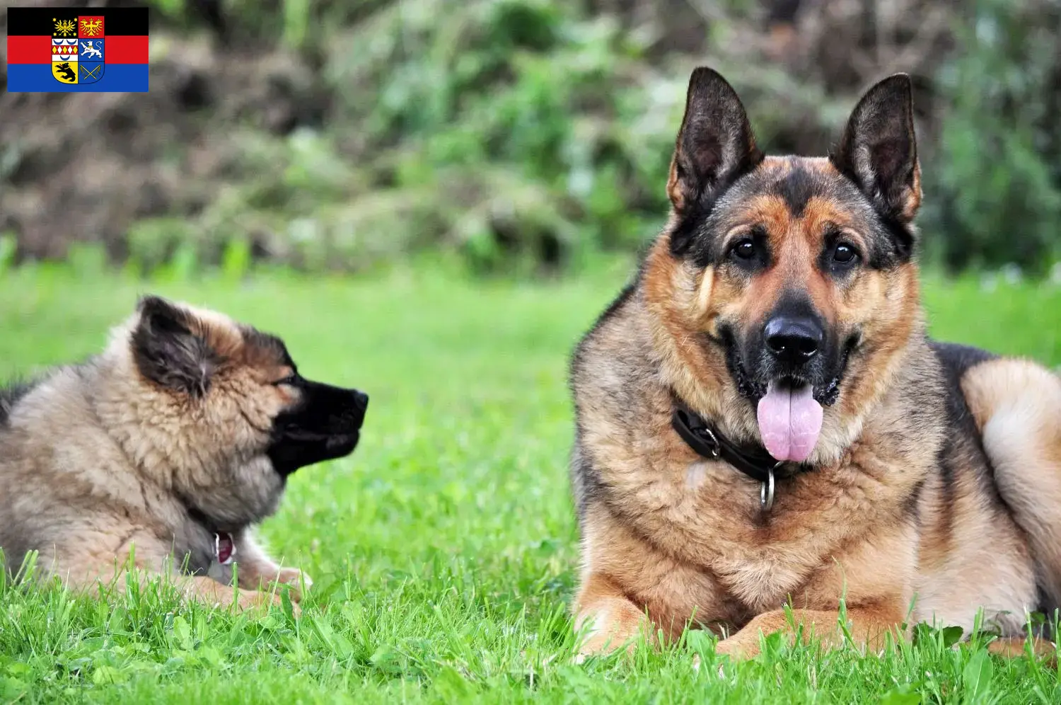 Deutscher Schäferhund Welpen und Züchter Ostfriesland Hier findest Du Deutschen Schäferhunden Züchter in Ostfriesland.