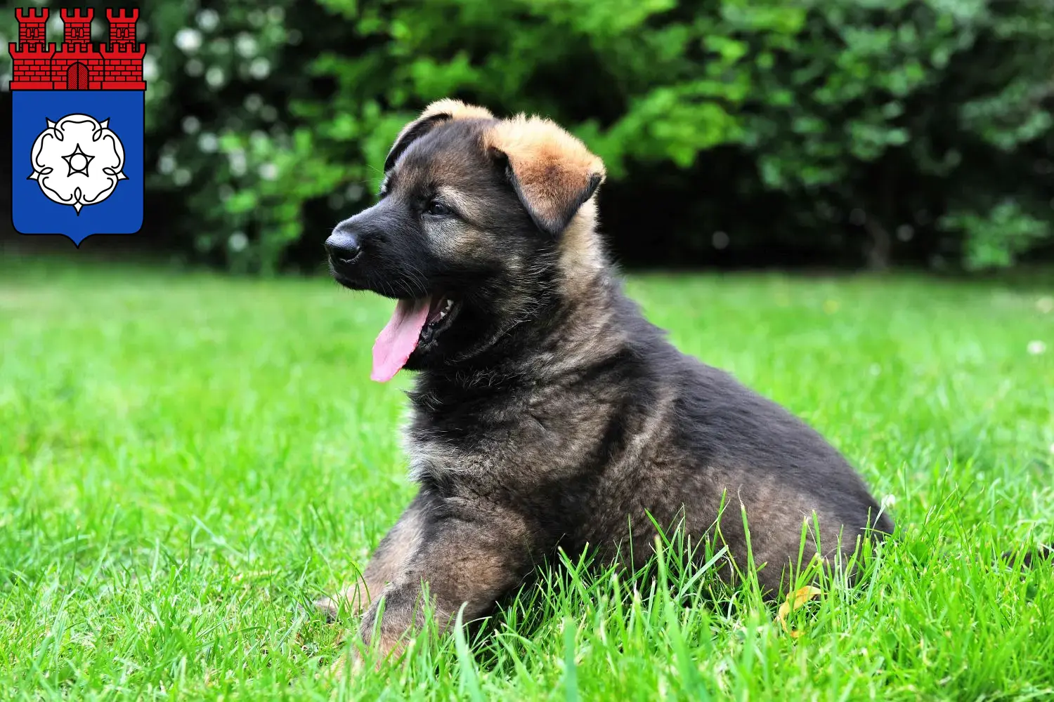Deutscher Schäferhund Welpen und Züchter Ottweiler Hier findest Du Deutschen Schäferhunden Züchter in Ottweiler.