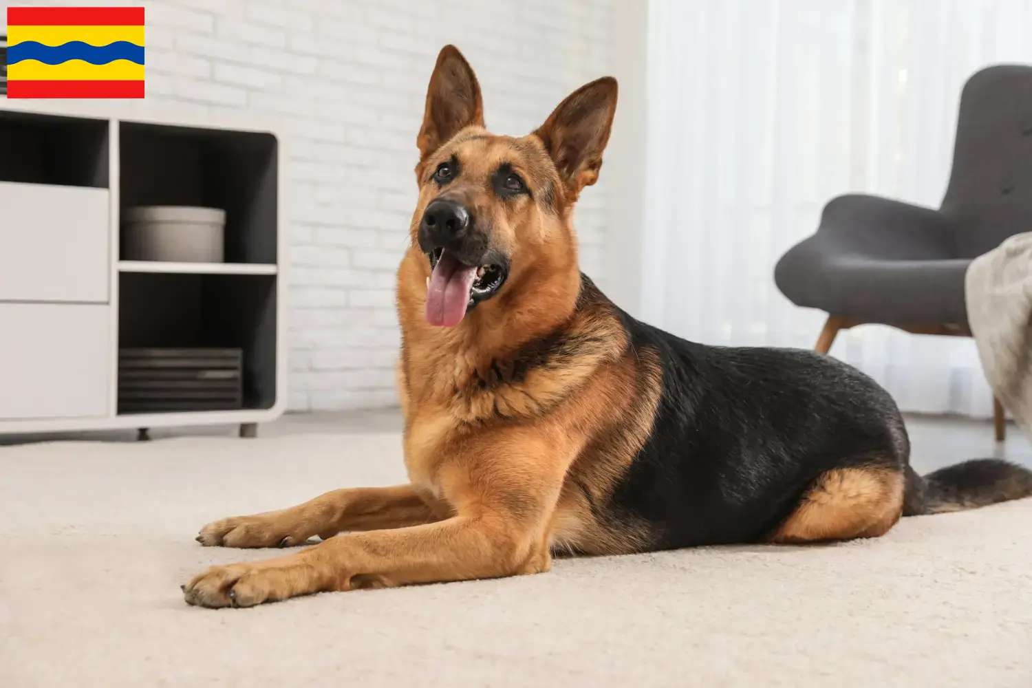 Deutscher Schäferhund Welpen und Züchter Overijssel Hier findest Du Deutschen Schäferhunden Züchter in Overijssel.