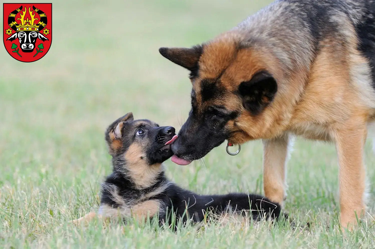 Deutscher Schäferhund Welpen und Züchter Parchim Hier findest Du Deutschen Schäferhunden Züchter in Parchim.