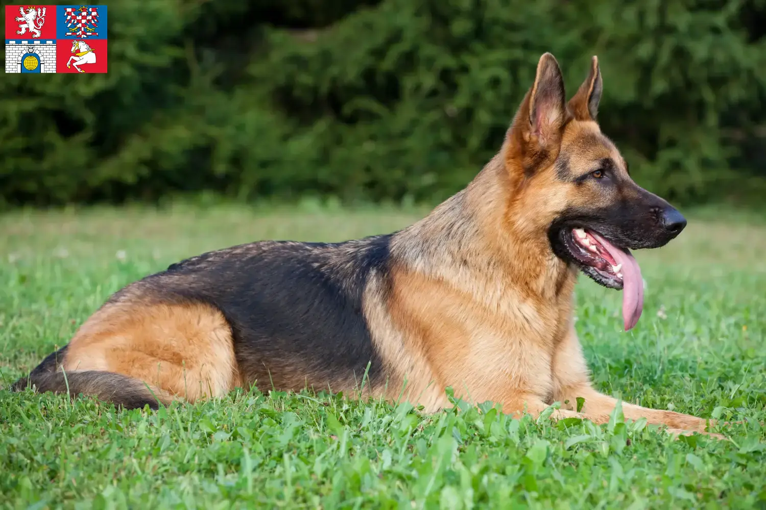 Deutscher Schäferhund Welpen und Züchter Pardubice Hier findest Du Deutschen Schäferhunden Züchter in Pardubice.