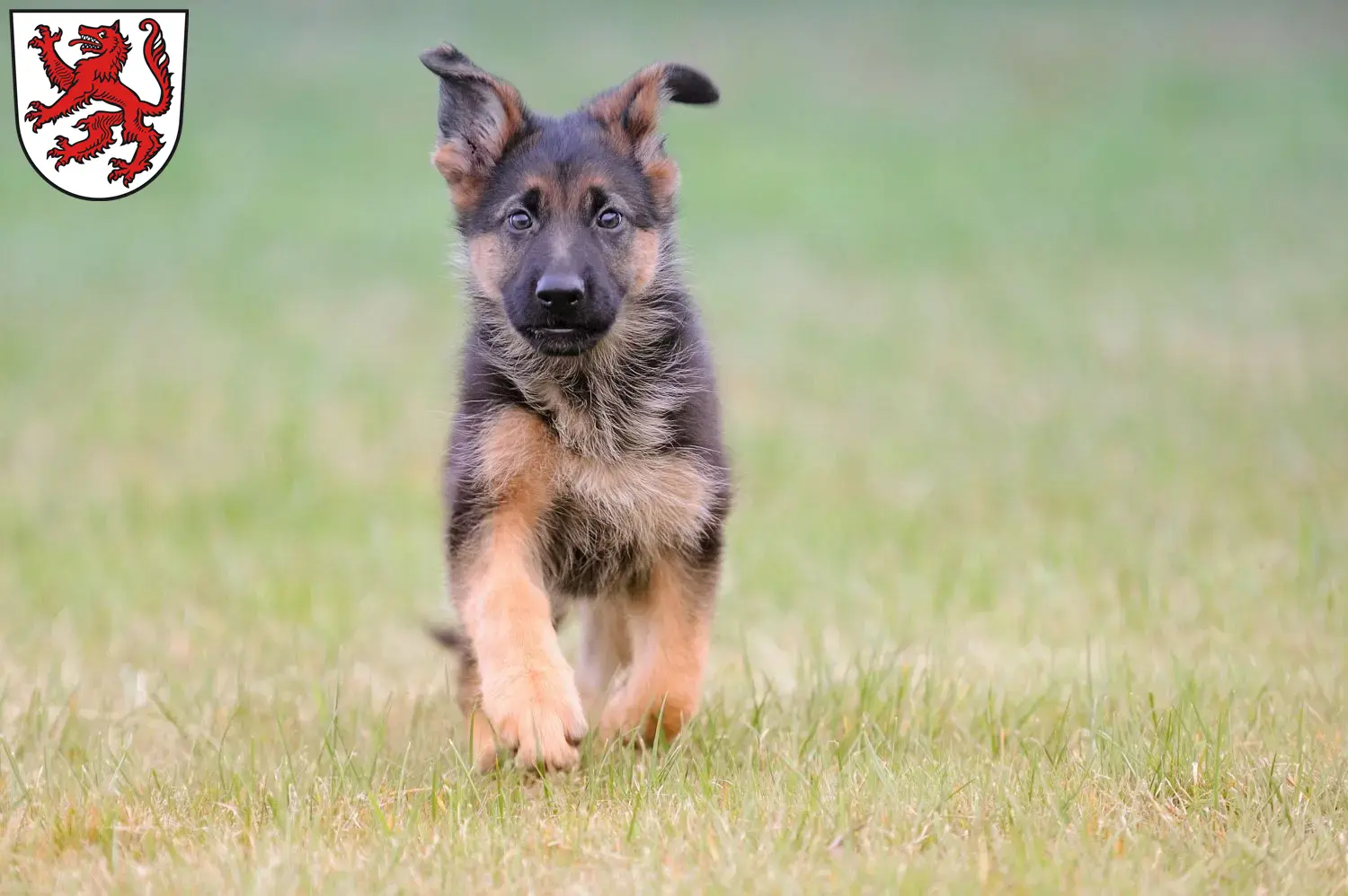 Deutscher Schäferhund Welpen und Züchter Passau Hier findest Du Deutschen Schäferhunden Züchter in Passau.