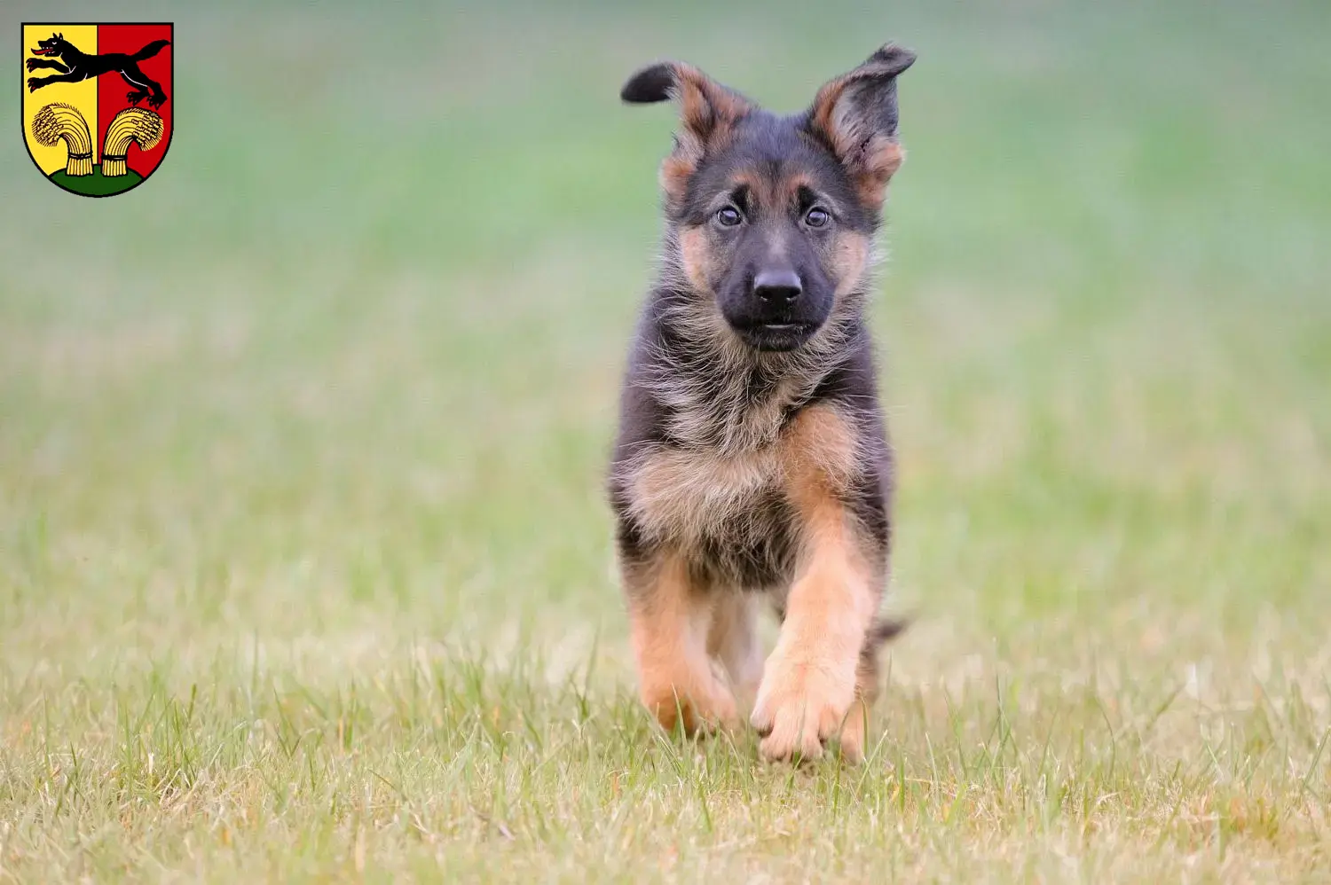 Deutscher Schäferhund Welpen und Züchter Peine Hier findest Du Deutschen Schäferhunden Züchter in Peine.