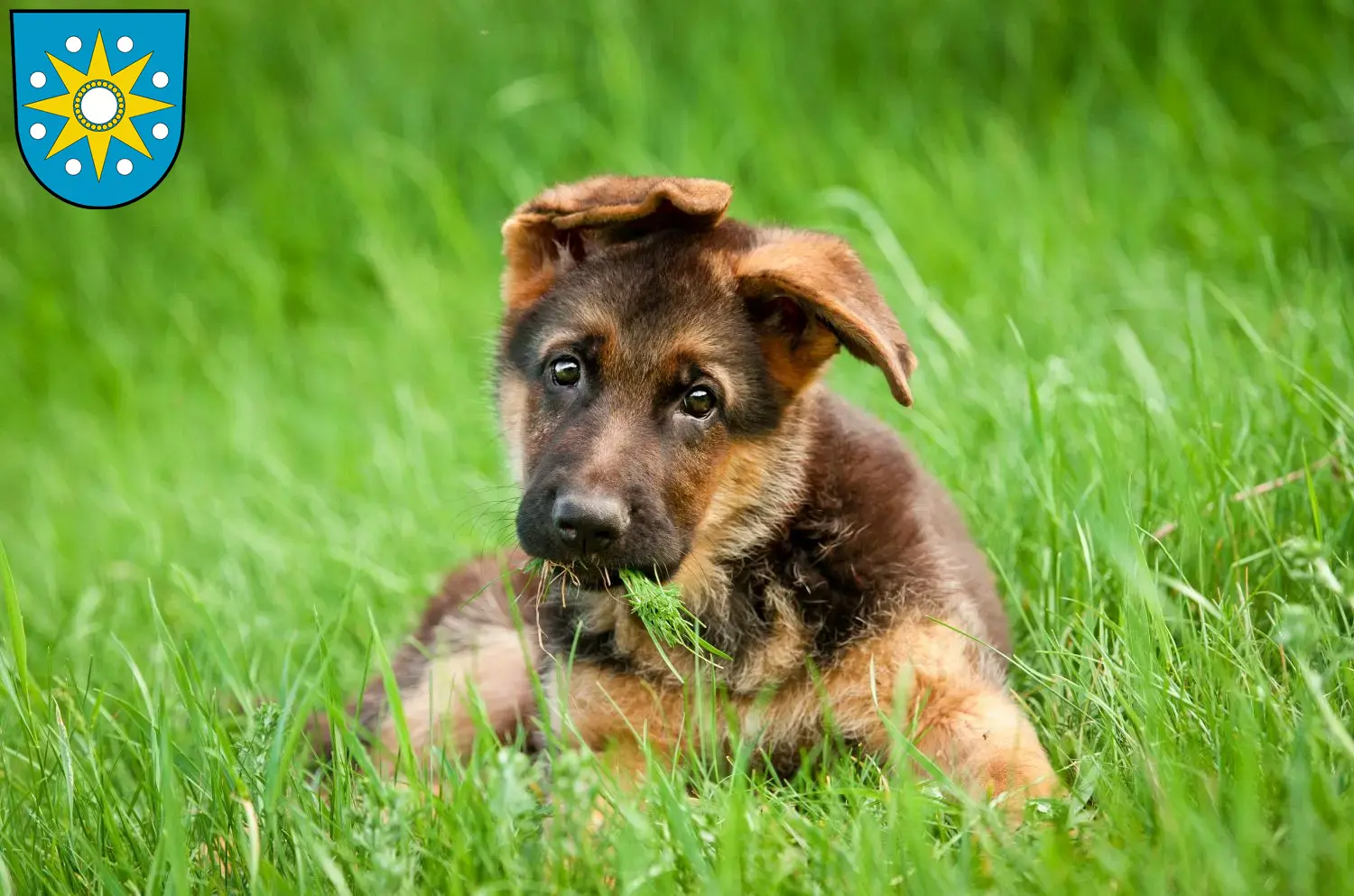 Deutscher Schäferhund Welpen und Züchter Perleberg Hier findest Du Deutschen Schäferhunden Züchter in Perleberg.
