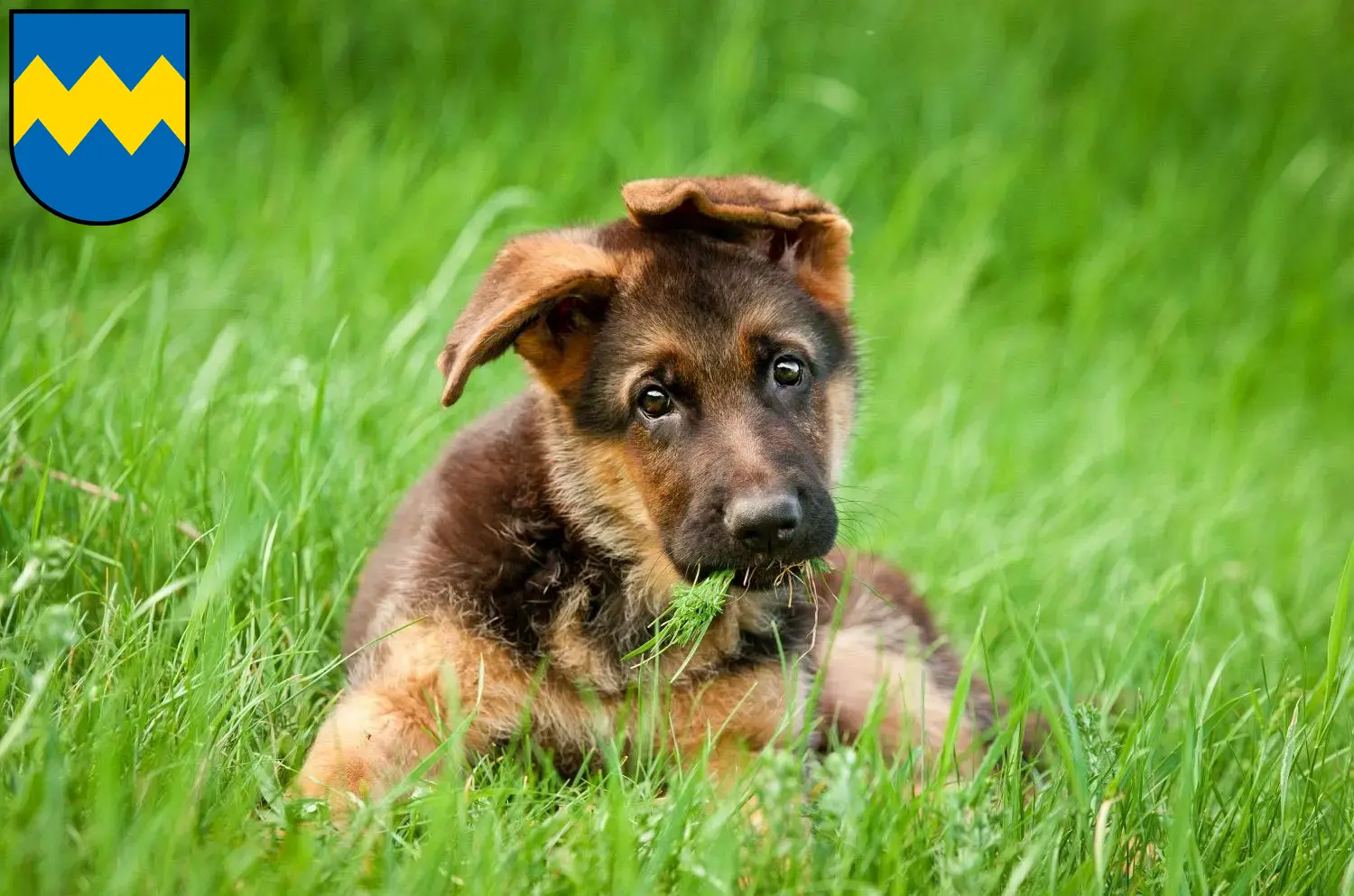 Deutscher Schäferhund Welpen und Züchter Pfaffenhofen an der Ilm Hier findest Du Deutschen Schäferhunden Züchter in Pfaffenhofen an der Ilm.