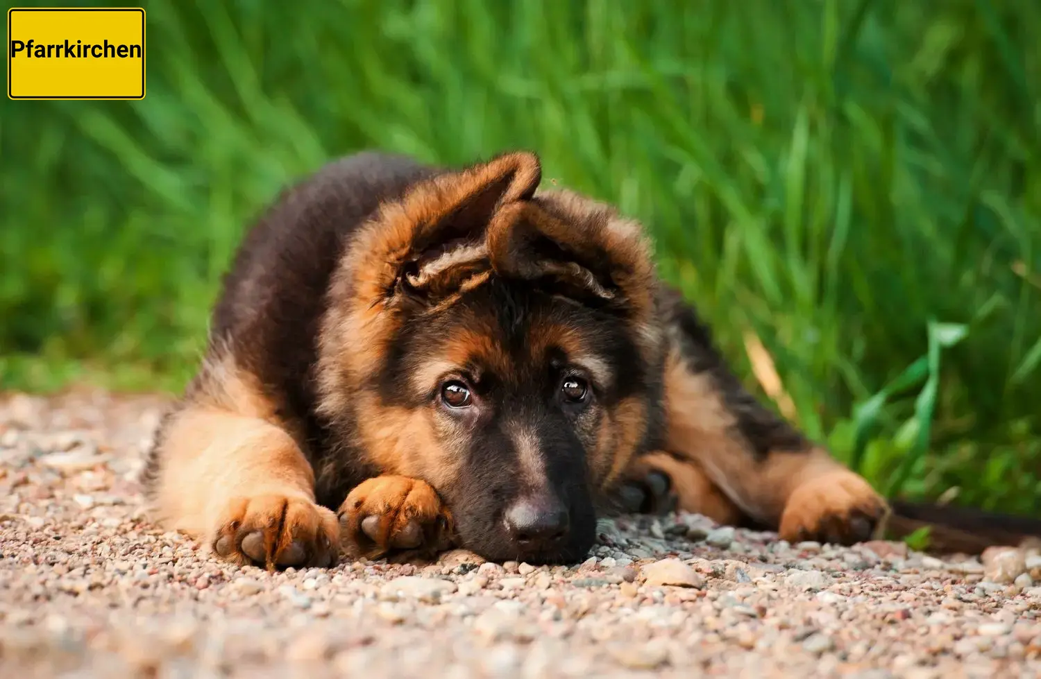 Deutscher Schäferhund Welpen und Züchter Pfarrkirchen Hier findest Du Deutschen Schäferhunden Züchter in Pfarrkirchen.