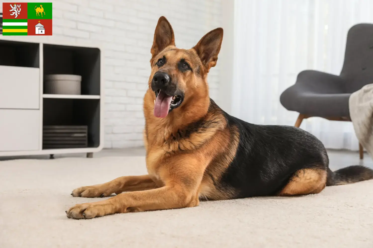 Deutscher Schäferhund Welpen und Züchter Pilsen Hier findest Du Deutschen Schäferhunden Züchter in Pilsen.