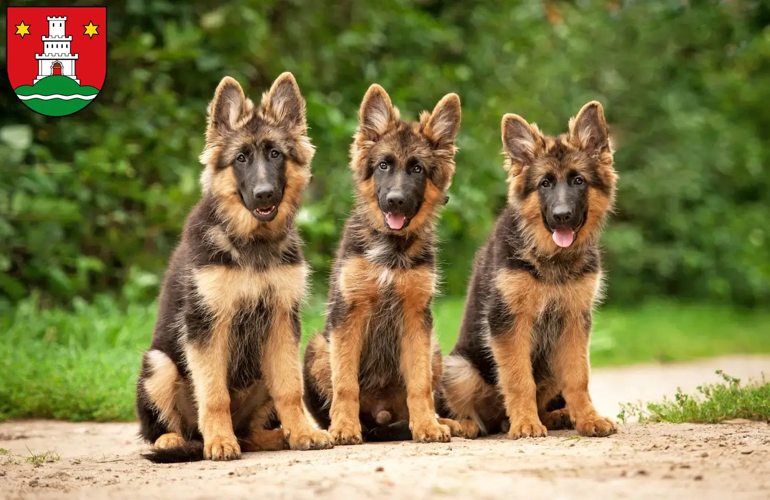 Deutscher Schäferhund Welpen und Züchter Pinneberg Hier findest Du Deutschen Schäferhunden Züchter in Pinneberg.