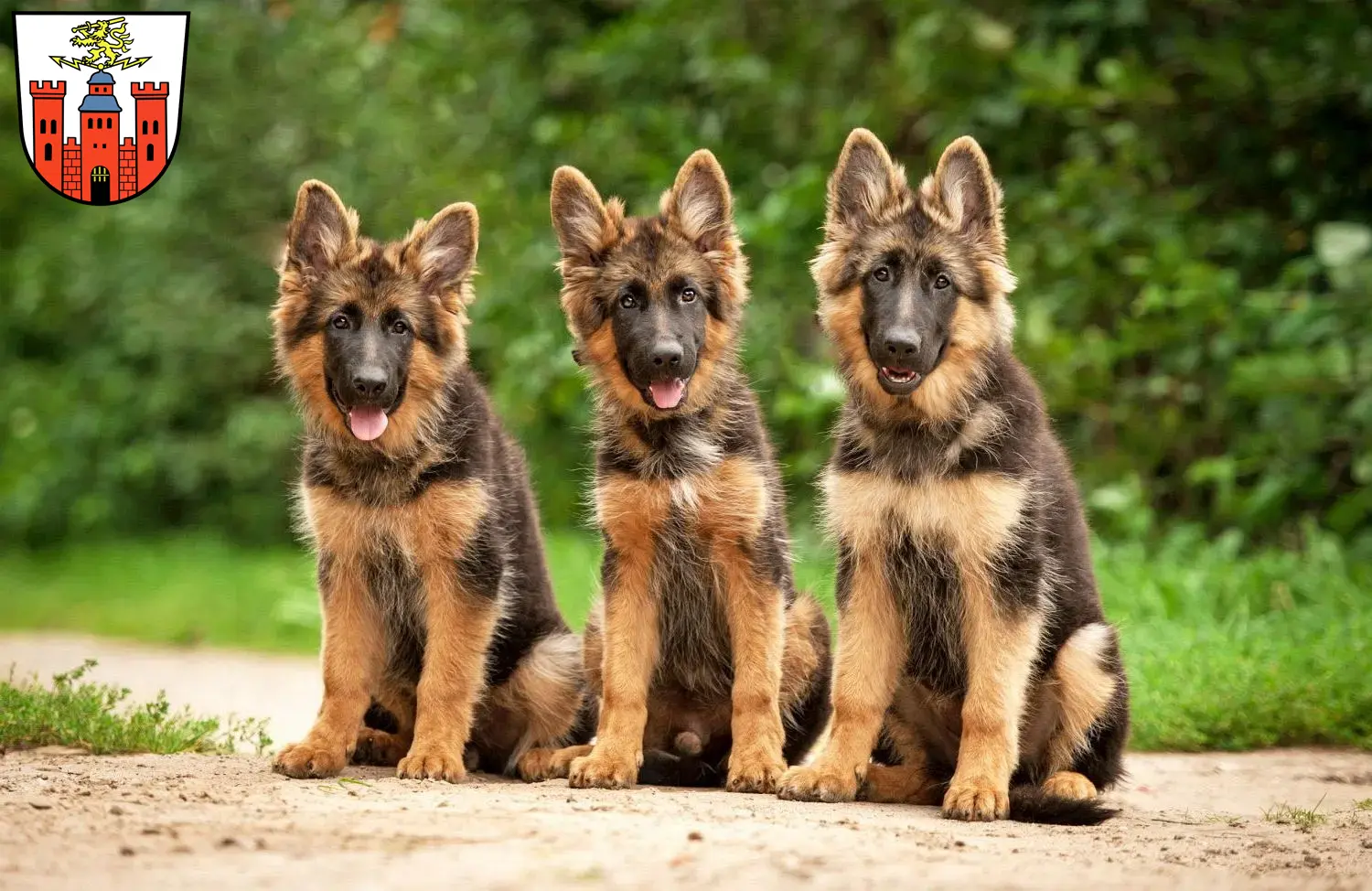 Deutscher Schäferhund Welpen und Züchter Pirmasens Hier findest Du Deutschen Schäferhunden Züchter in Pirmasens.