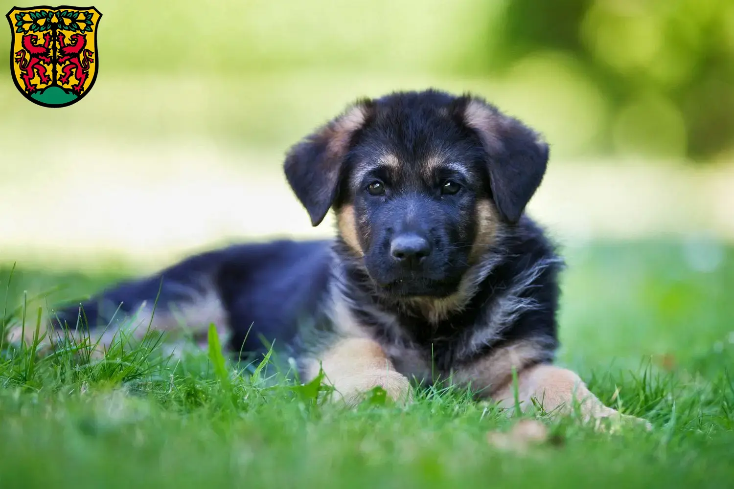 Deutscher Schäferhund Welpen und Züchter Pirna Hier findest Du Deutschen Schäferhunden Züchter in Pirna.