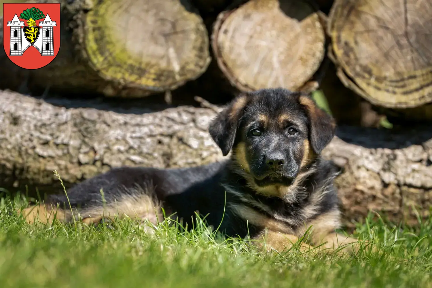 Deutscher Schäferhund Welpen und Züchter Plauen Hier findest Du Deutschen Schäferhunden Züchter in Plauen.