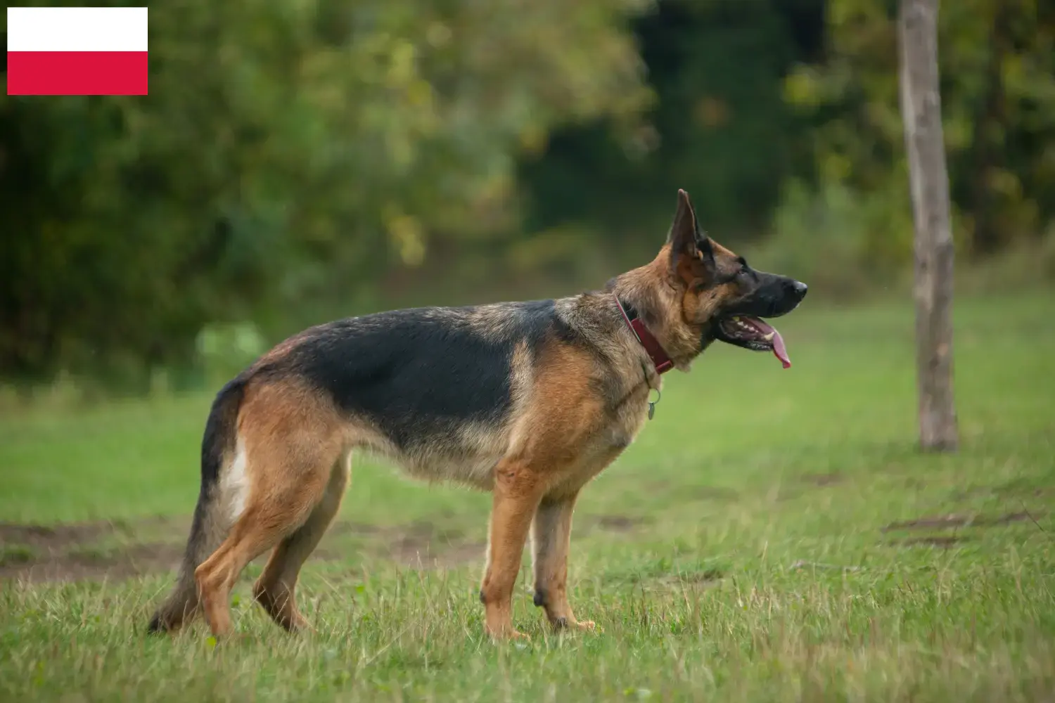 Deutscher Schäferhund Welpen und Züchter Polen Hier findest Du Deutschen Schäferhunden Züchter in Polen.
