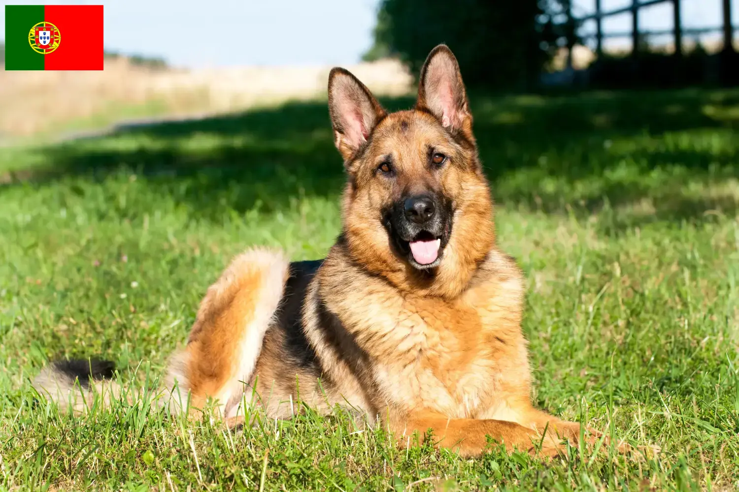 Deutscher Schäferhund Welpen und Züchter Portugal Hier findest Du Deutschen Schäferhunden Züchter in Portugal.