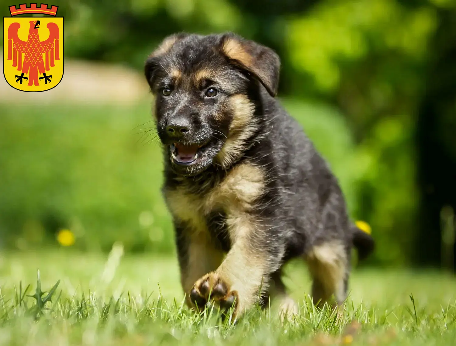 Deutscher Schäferhund Welpen und Züchter Potsdam Hier findest Du Deutschen Schäferhunden Züchter in Potsdam.
