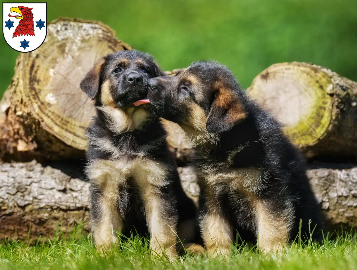 Deutscher Schäferhund Welpen und Züchter Rathenow Hier findest Du Deutschen Schäferhunden Züchter in Rathenow.