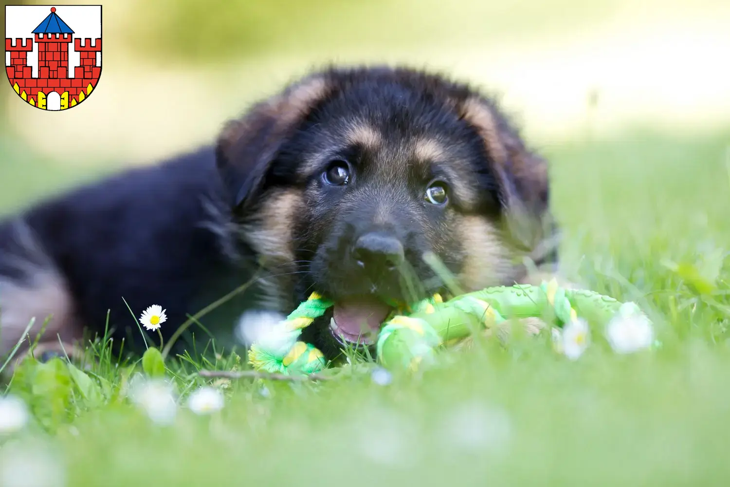 Deutscher Schäferhund Welpen und Züchter Ratzeburg Hier findest Du Deutschen Schäferhunden Züchter in Ratzeburg.