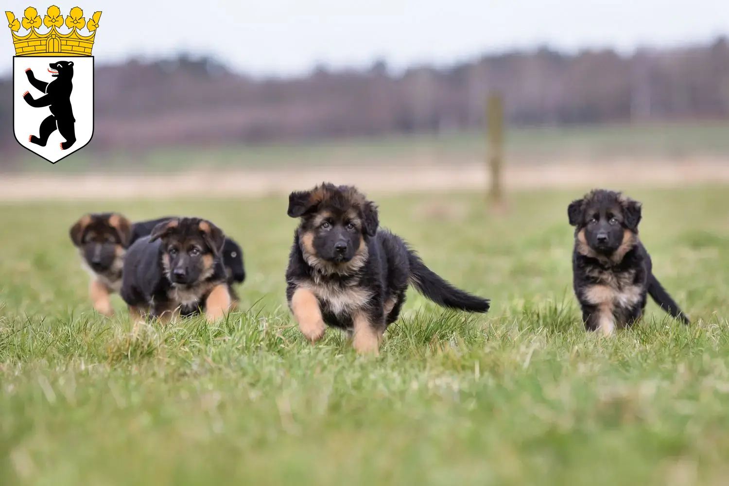 Deutscher Schäferhund Welpen und Züchter Reinickendorf Hier findest Du Deutschen Schäferhunden Züchter in Reinickendorf.