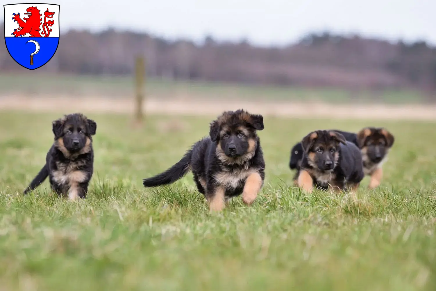 Deutscher Schäferhund Welpen und Züchter Remscheid Hier findest Du Deutschen Schäferhunden Züchter in Remscheid.