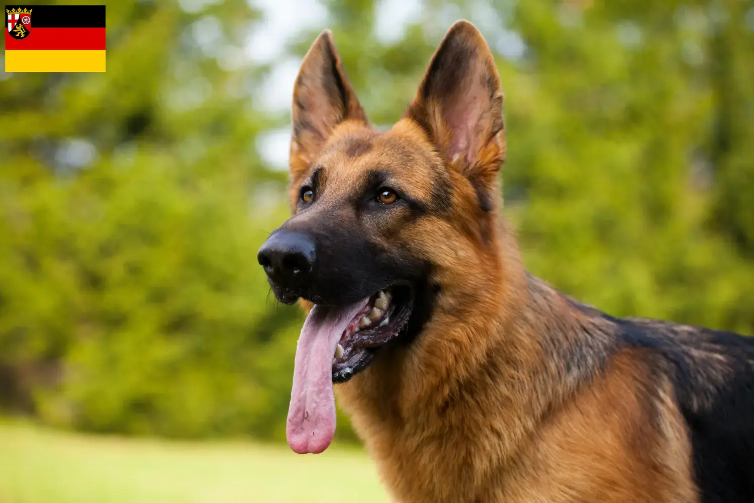 Deutscher Schäferhund Welpen und Züchter Rheinland-Pfalz Hier findest Du Deutschen Schäferhunden Züchter in Rheinland-Pfalz.