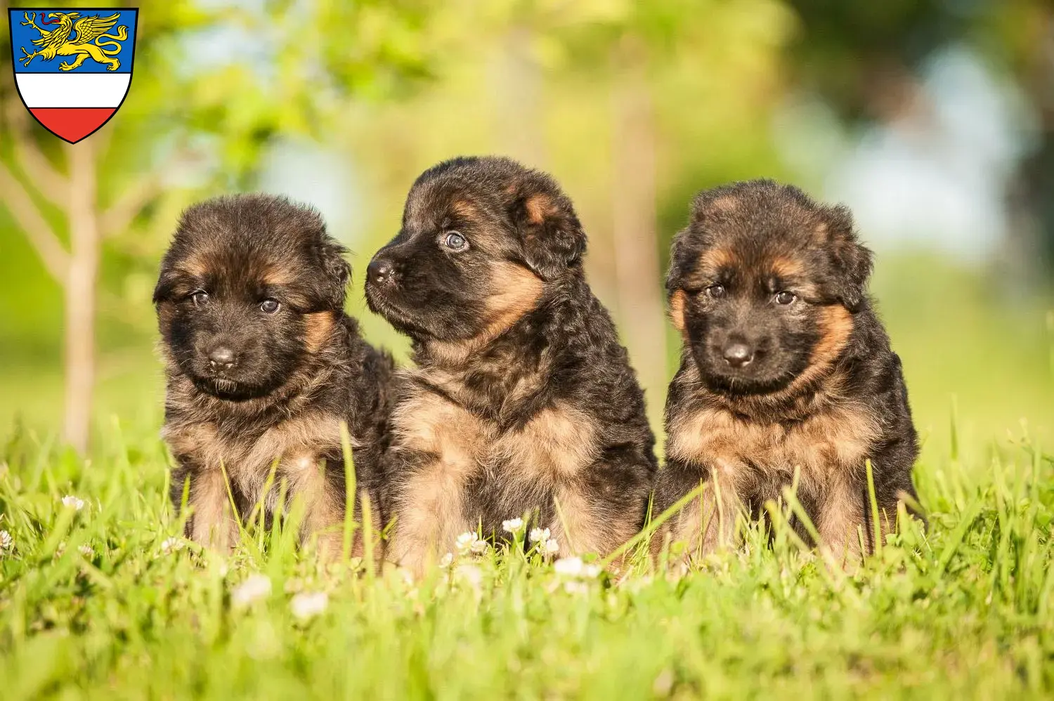 Deutscher Schäferhund Welpen und Züchter Rostock Hier findest Du Deutschen Schäferhunden Züchter in Rostock.