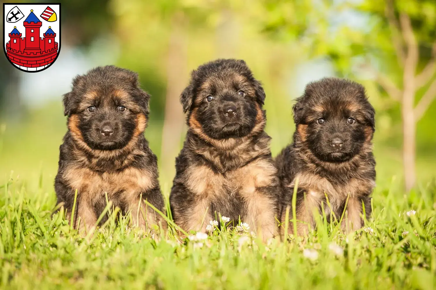 Deutscher Schäferhund Welpen und Züchter Rotenburg (Wümme) Hier findest Du Deutschen Schäferhunden Züchter in Rotenburg (Wümme).