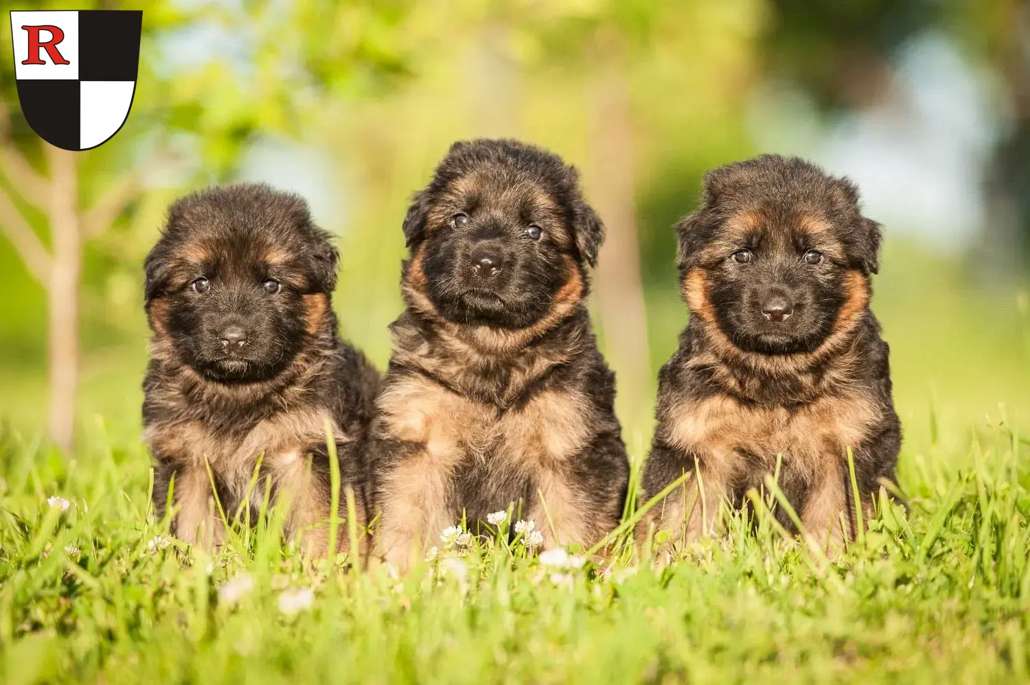 Deutscher Schäferhund Welpen und Züchter Roth Hier findest Du Deutschen Schäferhunden Züchter in Roth.