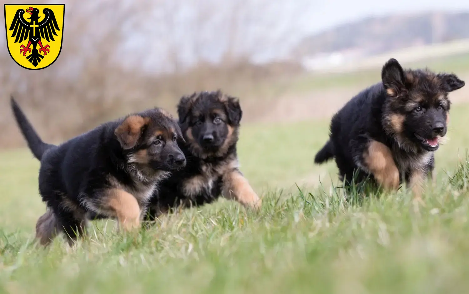 Deutscher Schäferhund Welpen und Züchter Rottweil Hier findest Du Deutschen Schäferhunden Züchter in Rottweil.