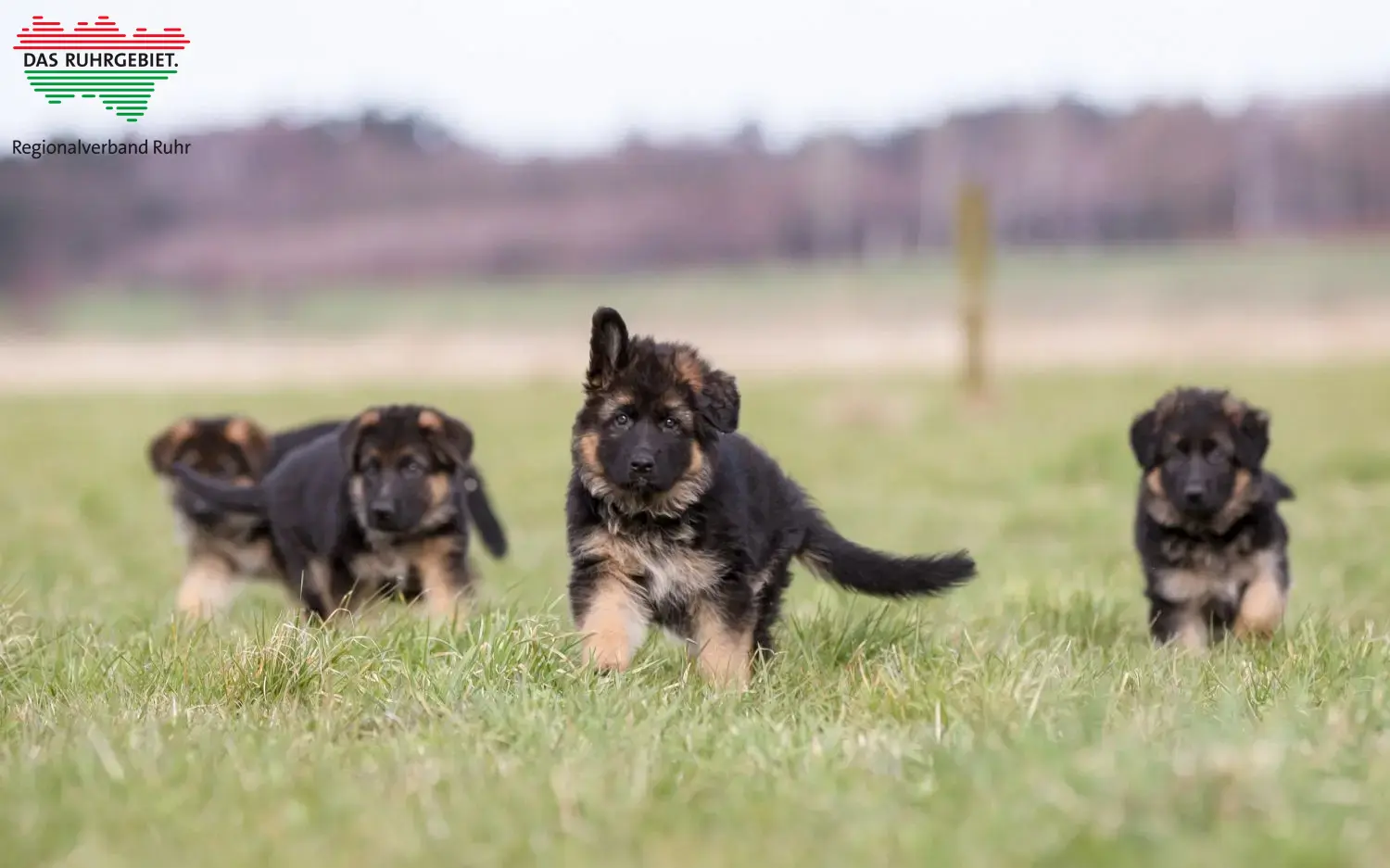 Deutscher Schäferhund Welpen und Züchter Ruhrgebiet Hier findest Du Deutschen Schäferhunden Züchter im Ruhrgebiet.