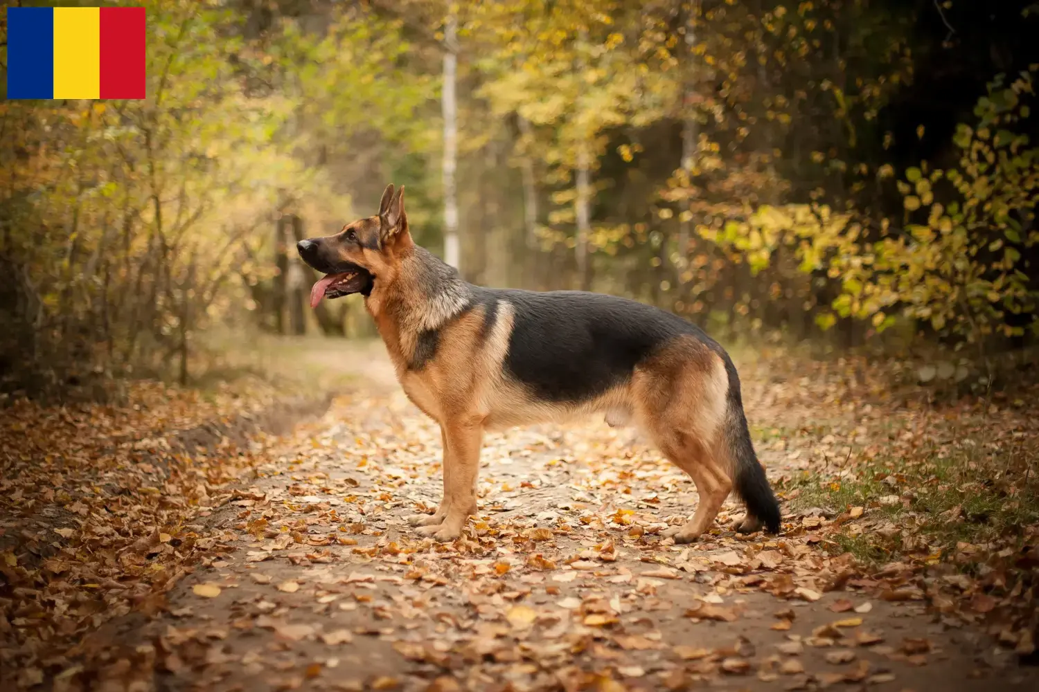 Deutscher Schäferhund Welpen und Züchter Rumänien Hier findest Du Deutschen Schäferhunden Züchter in Rumänien.