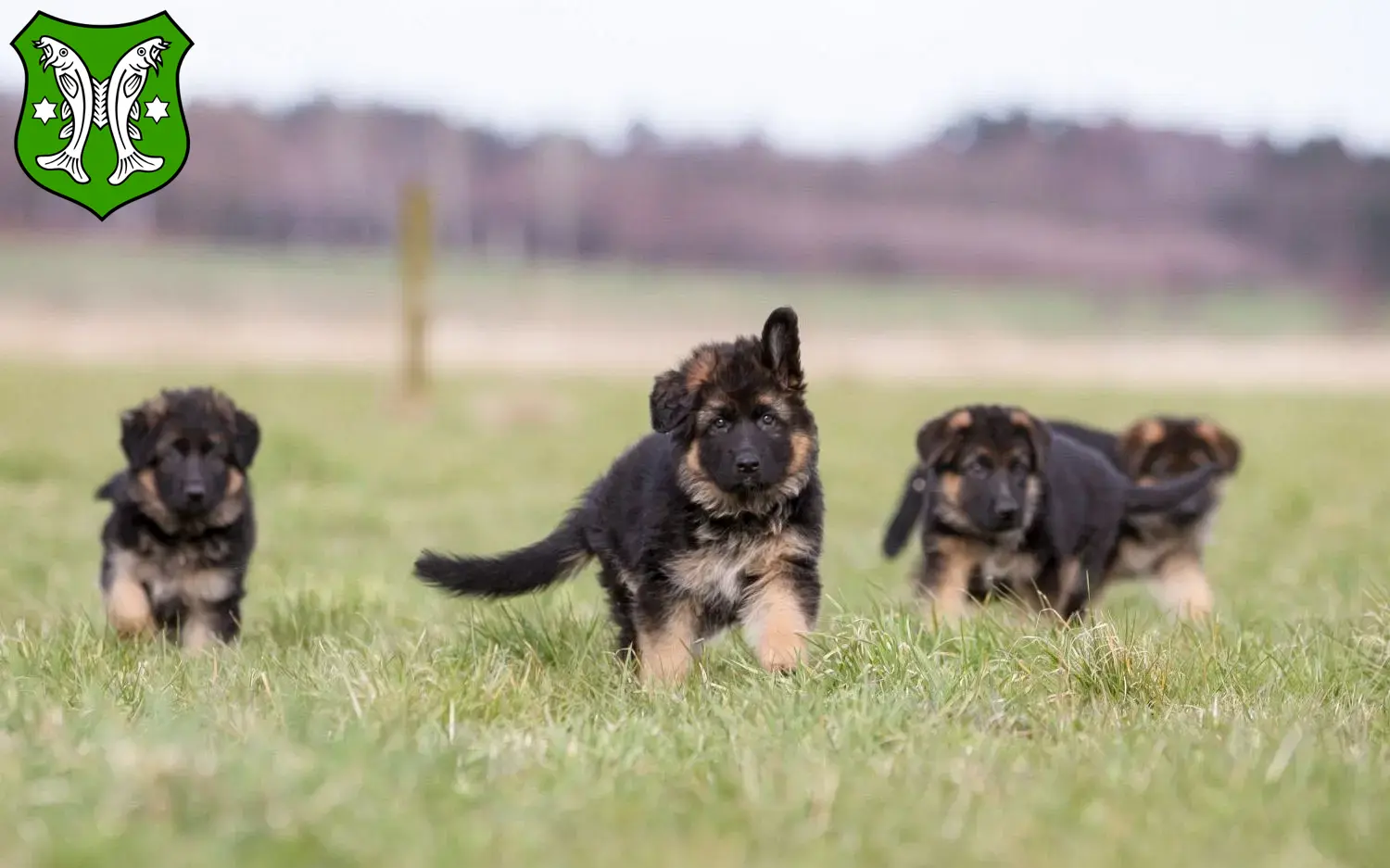 Deutscher Schäferhund Welpen und Züchter Saalfeld/Saale Hier findest Du Deutschen Schäferhunden Züchter in Saalfeld/Saale.